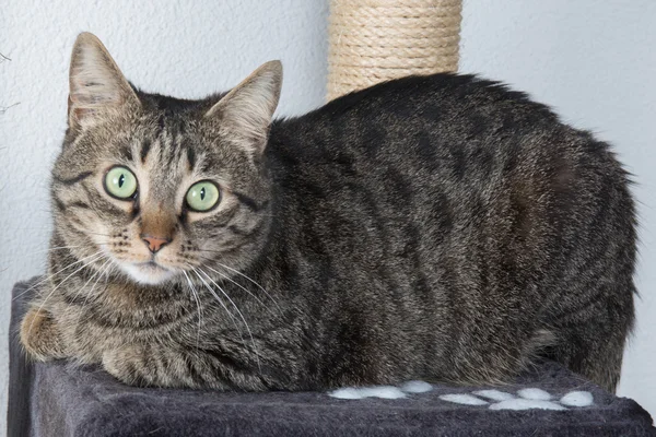 Portrait of green-eyed cat — Stock Photo, Image