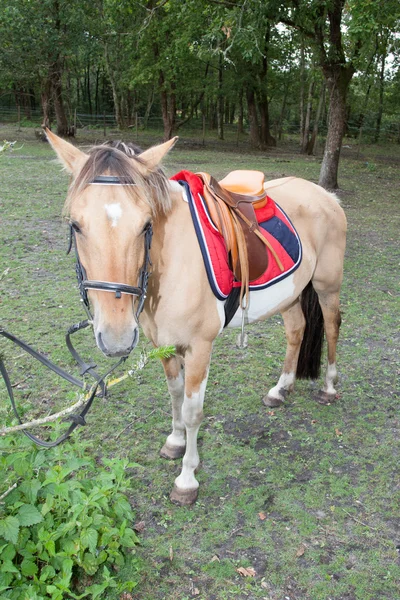 Pferd in Aktion — Stockfoto