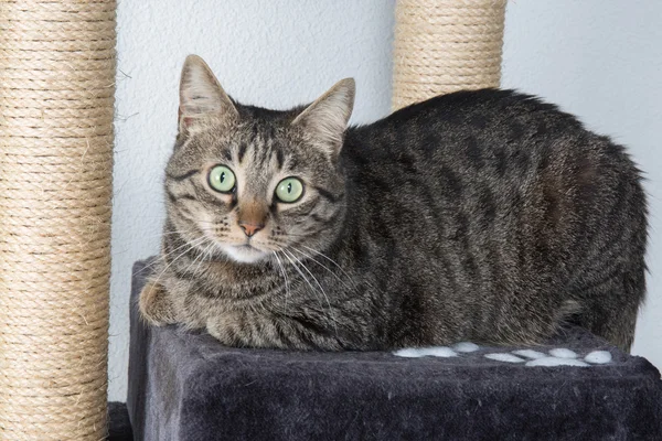 Portret van groene-eyed kat verrast — Stockfoto