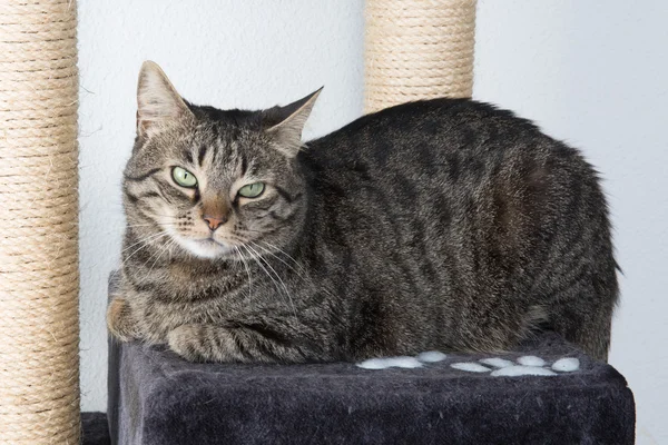 Portrait of green-eyed cat — Stock Photo, Image