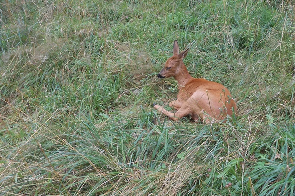 Young Deer — Stock Photo, Image