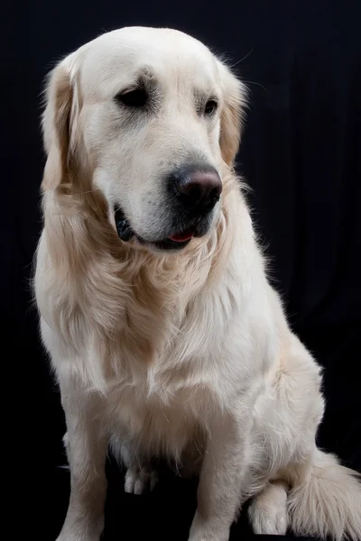 Velmi pěkný pes — Stock fotografie