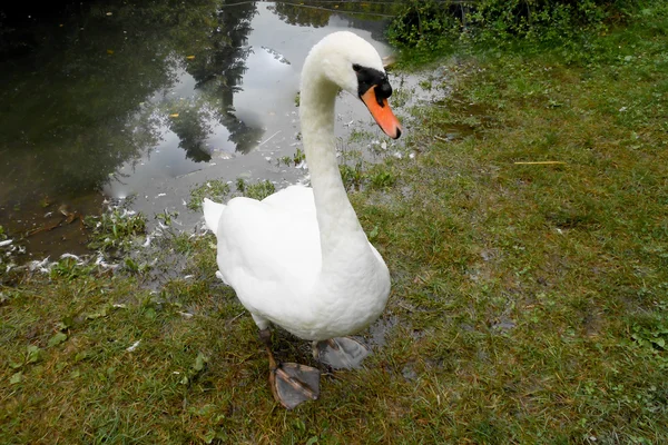 Cisne blanco —  Fotos de Stock