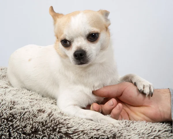 Lustiger weißer Chihuahua — Stockfoto