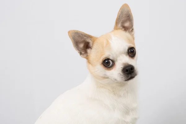 Chihuahua — Stockfoto