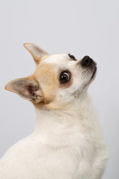 Chihuahua branco — Fotografia de Stock