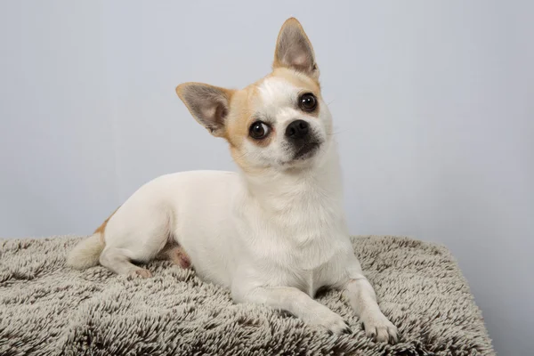 Pequeño perro blanco — Foto de Stock