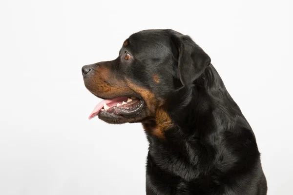 Rottweiler — Stock Photo, Image