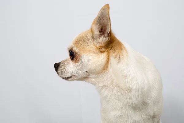 Chihuahua — Stockfoto