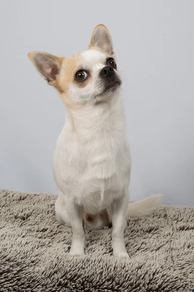 Chihuahua — Stok fotoğraf