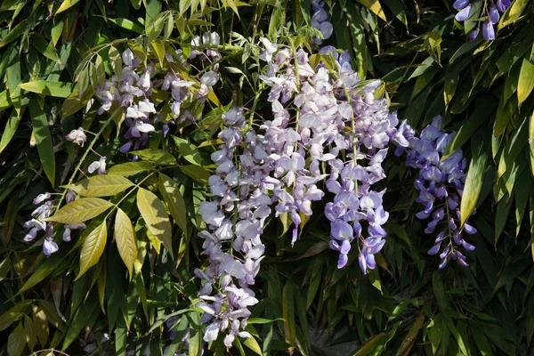 Wisteria på en berså — Stockfoto