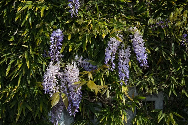 Wisteria na altán — Stock fotografie