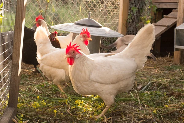 Bonitas gallinas — Foto de Stock