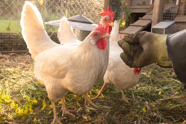 Bonitas gallinas — Foto de Stock