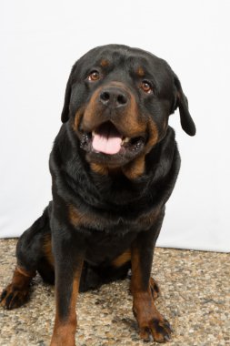siyah rottweiler