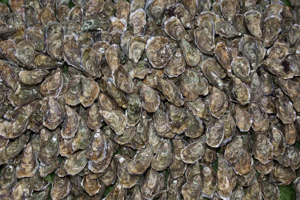Frische Auster auf einem Hintergrund — Stockfoto
