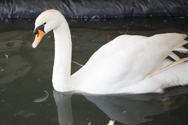 La imagen de un cisne mudo en el agua — Foto de Stock