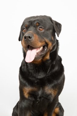 güzel köpek
