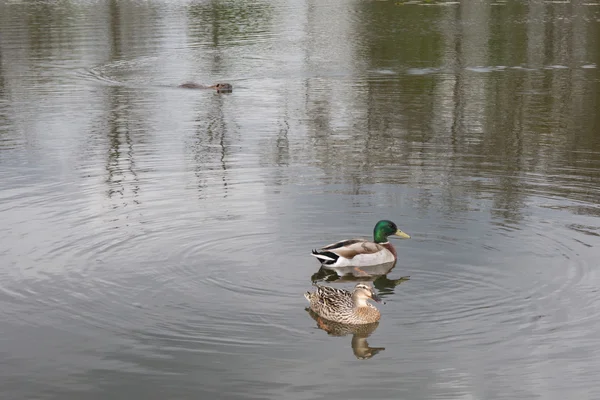 A covey of wild duck in the river — Stock Photo, Image