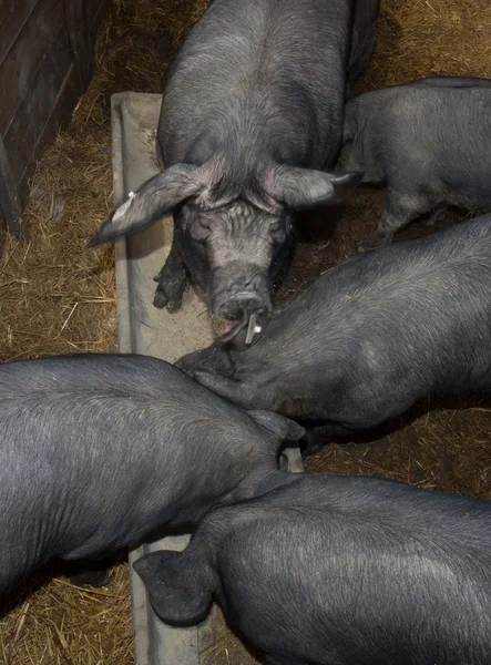 Black pigs still eating in their troughs — Stock Photo, Image