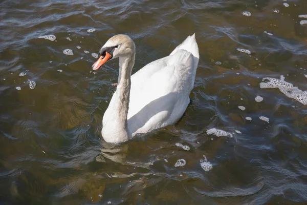 Cisne en el lago — Foto de Stock