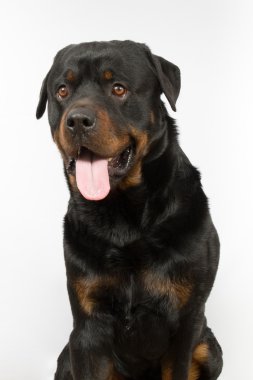 Köpek, güzel bir Rottweiler