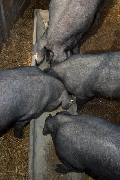 Black pigs still eating in their troughs — Stock Photo, Image