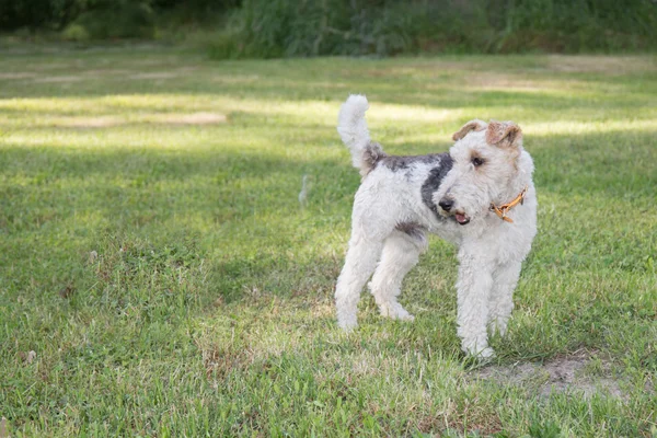 Fox terrier