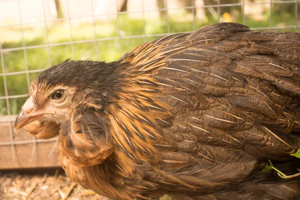Lustige Hühner namens Auracana machen blaue Eier — Stockfoto