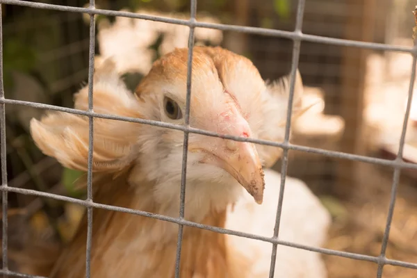 Galline divertenti chiamate auracana che fanno uova blu — Foto Stock