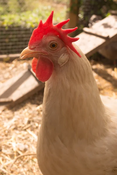 Galline bianche divertenti in piedi vicino alla porta del pollaio — Foto Stock