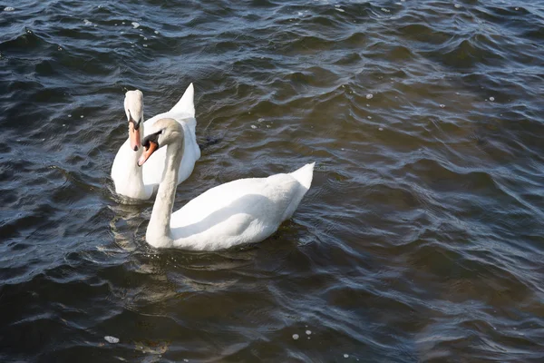Cisne en el agua azul del lago en el día soleado, cisnes en el estanque, serie de la naturaleza — Foto de Stock