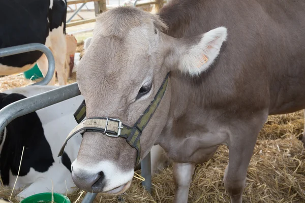 Cabeza de vaca dentro de la granja — Foto de Stock