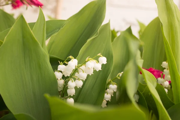 Krásný muguet na jarním sluncem, zobrazení makra — Stock fotografie