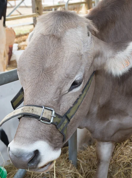 Belül a farm tehén vezetője — Stock Fotó