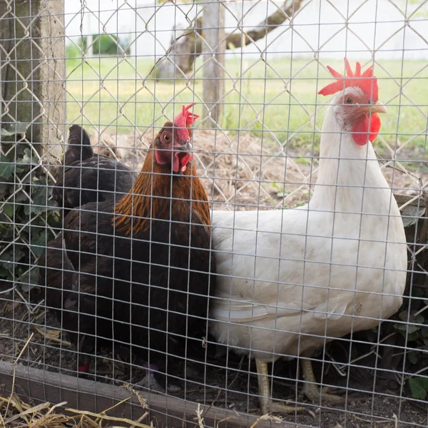 Galinhas poedeiras na casa das galinhas — Fotografia de Stock