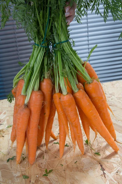 Raccolta di carote organiche su un tavolo di legno . — Foto Stock