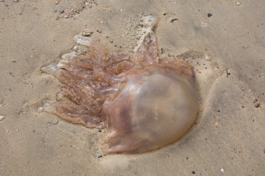 Bir plaka üzerinde çeşitli lezzetli ve lezzetli aperatifler