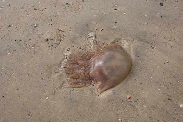 Νεκρός jellyfishes — Φωτογραφία Αρχείου