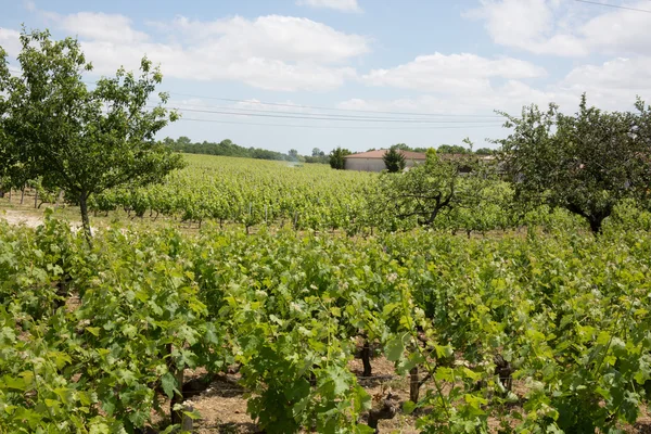 En vacker vingård landskap under blå himmel med moln — Stockfoto