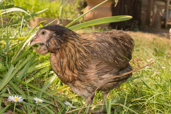 Hens — Stock Photo, Image