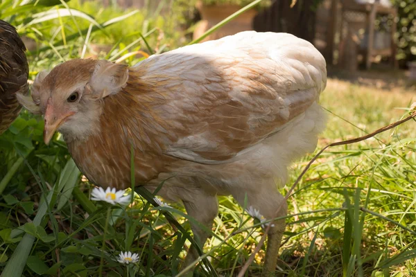Hens — Stock Photo, Image