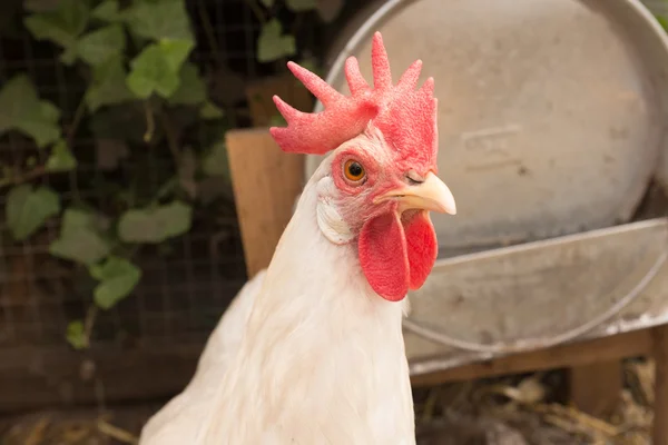 Tavuklar — Stok fotoğraf