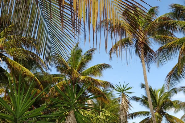 Tropical Background, palm tree under blue sky — Stock Photo, Image