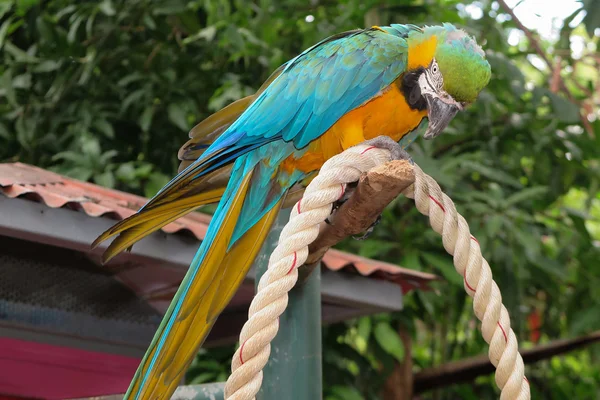 Oiseau perroquet coloré assis sur la perche — Photo