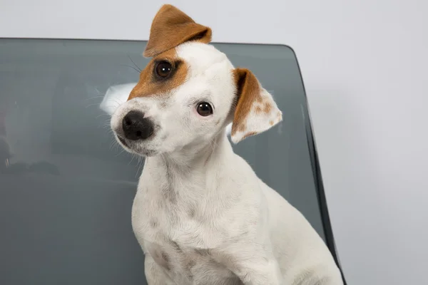 Jack Russell Terrier in front of grey background — Stock Photo, Image