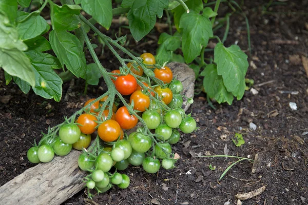 Sera büyüme kiraz domates — Stok fotoğraf