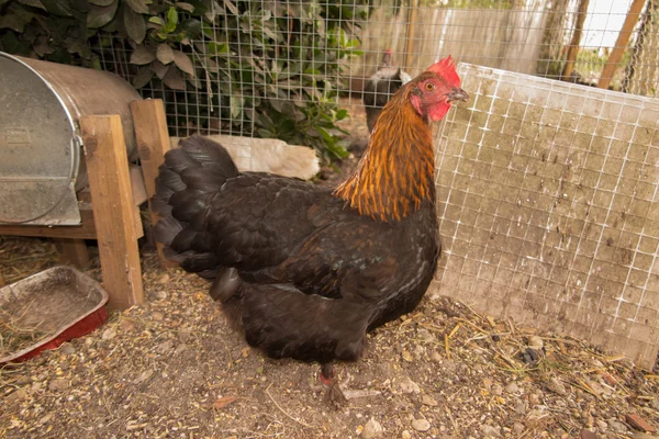 Куры на свободной ферме. Эта курица откладывает первоклассные органические яйца. — стоковое фото