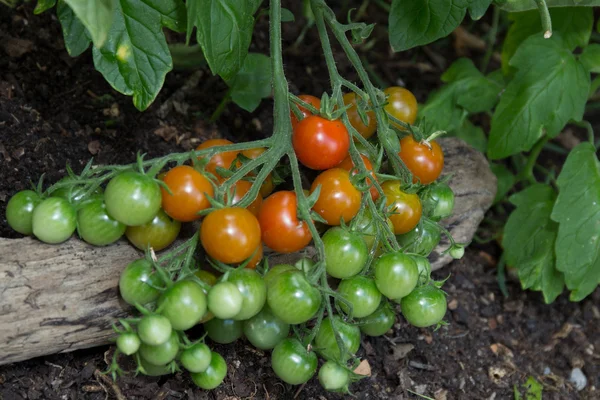 Růst cherry rajčata ve skleníku — Stock fotografie