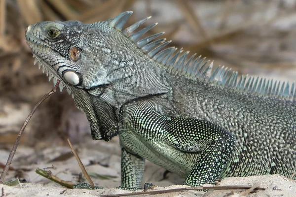 Iguane lagarto retrato macro, close-up — Fotografia de Stock